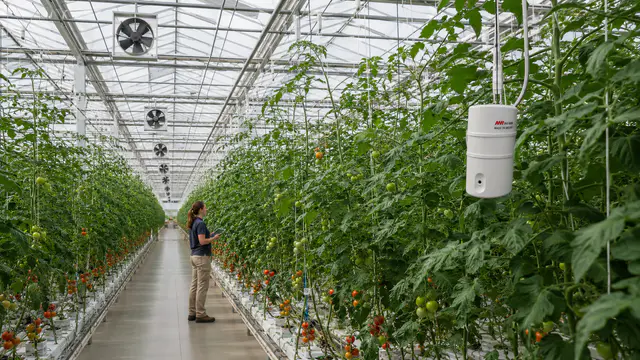 Smart Climate Validation: Stabilizing Tall-Rig Greenhouse Operations in the USA