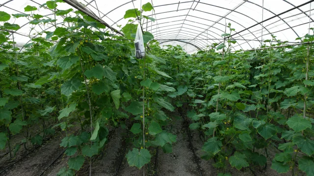 Precision Soil Monitoring for Vegetable Farming in Taiwan