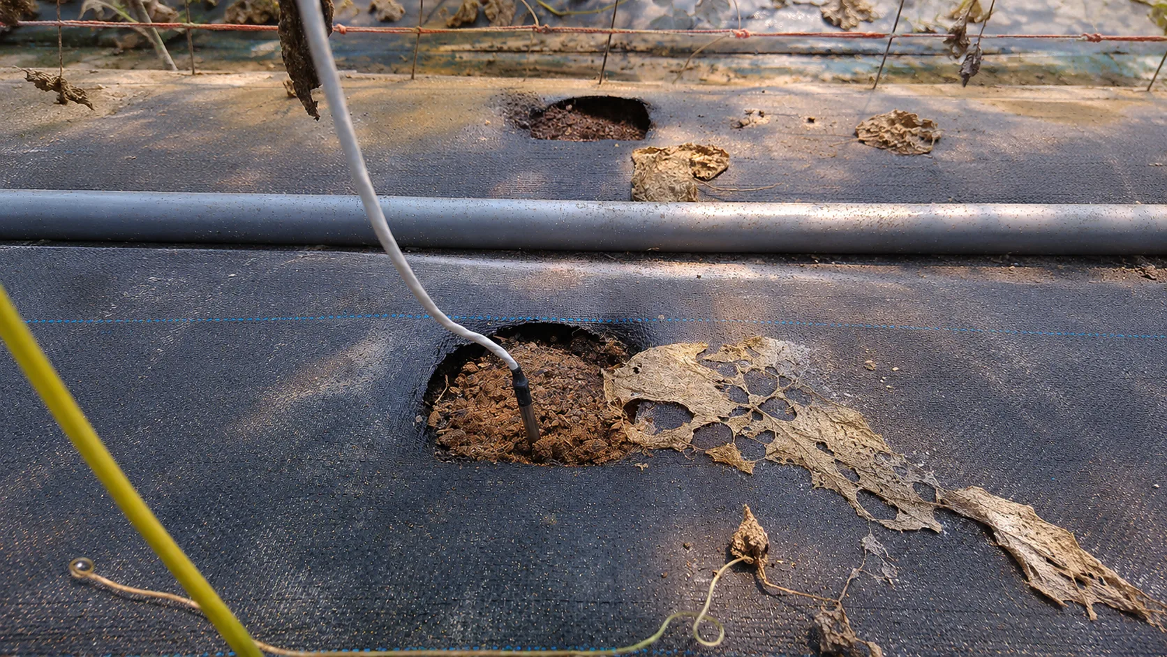 Precision Soil Monitoring for Vegetable Farming in Taiwan — on-site photo 2