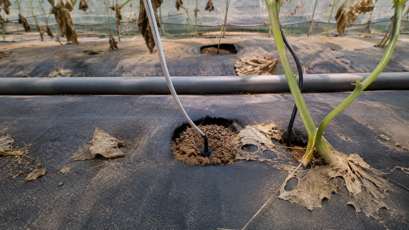 Precision Soil Monitoring for Vegetable Farming in Taiwan — on-site photo 3