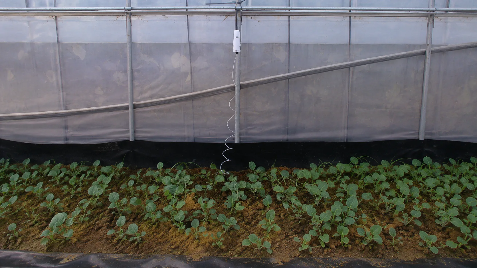 Precision Soil Monitoring for Vegetable Farming in Taiwan — on-site photo 5