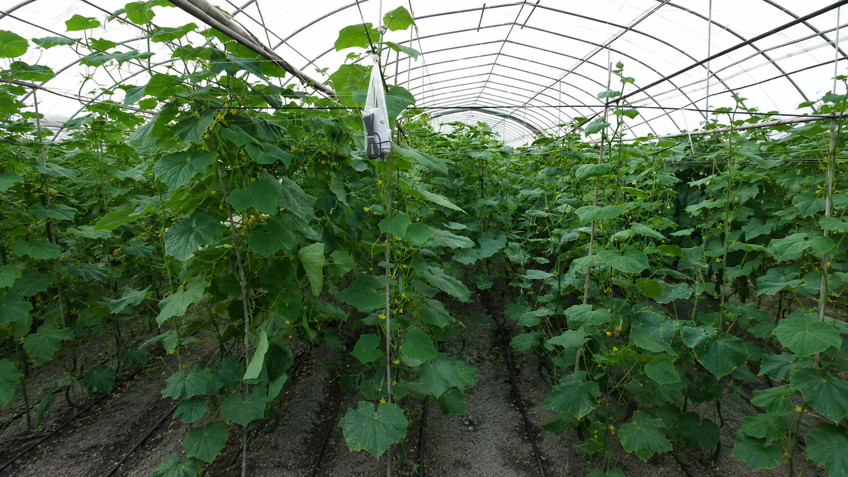 Precision Soil Monitoring for Vegetable Farming in Taiwan — on-site photo 6