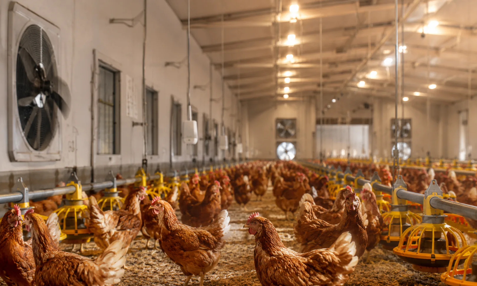 Smart Climate Monitoring: Stabilizing Poultry Farm Operations in Chile