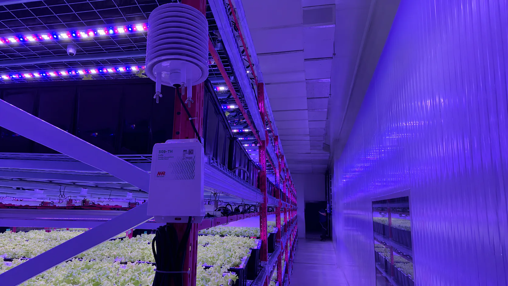 Smart Vertical Farm Monitoring: Stabilizing Production in Singapore — on-site photo 6